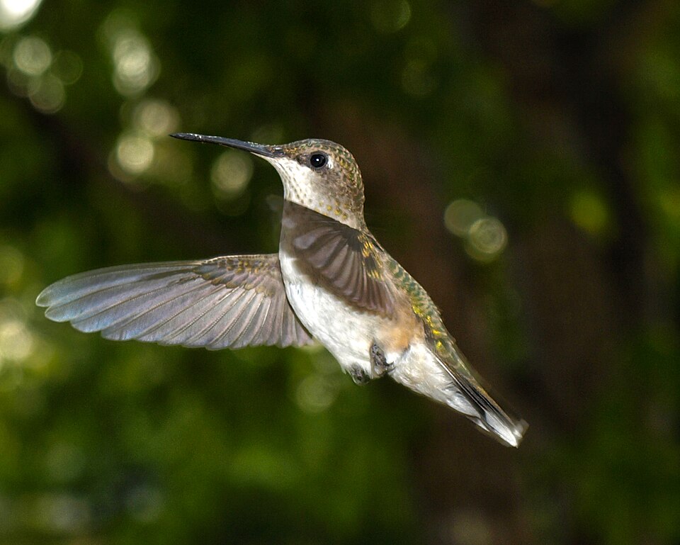 Ruby-throated Hummingbird