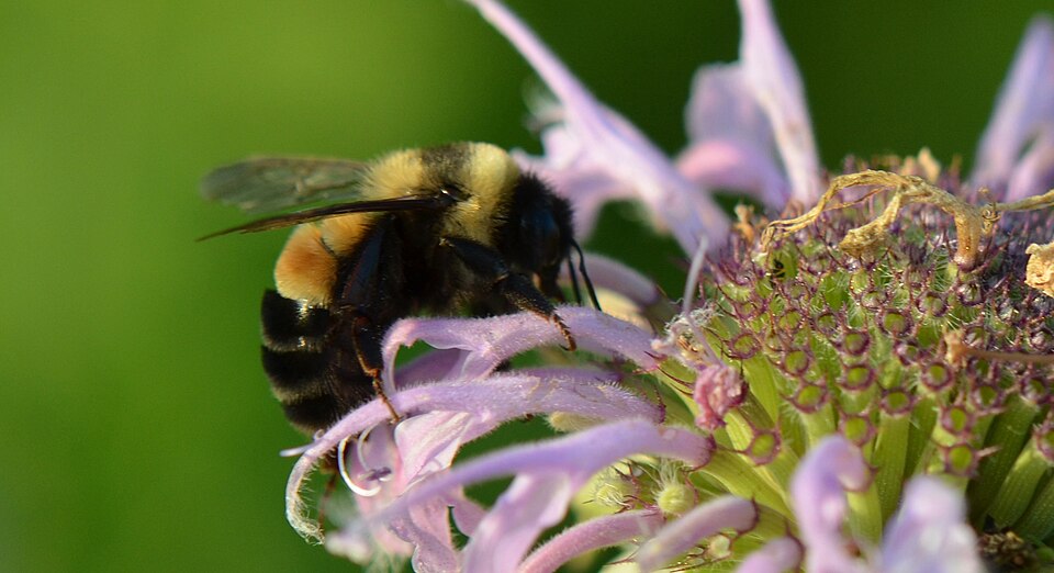 Rusty-patched Bumble Bee