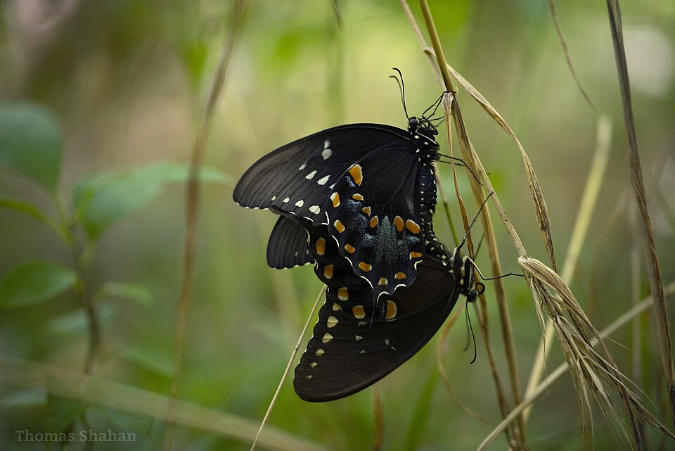 Spicebush Swallowtail