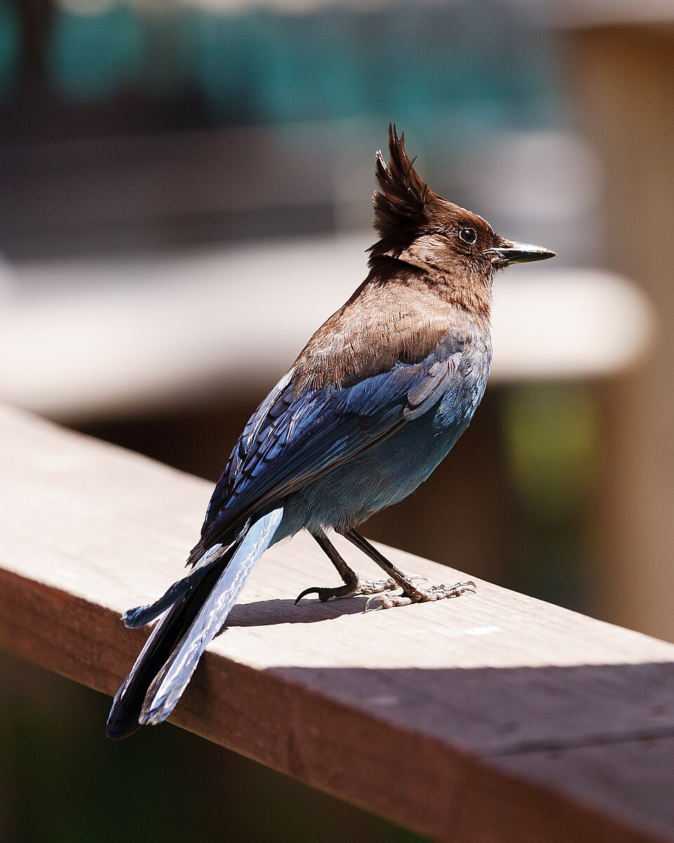 Steller's Jay