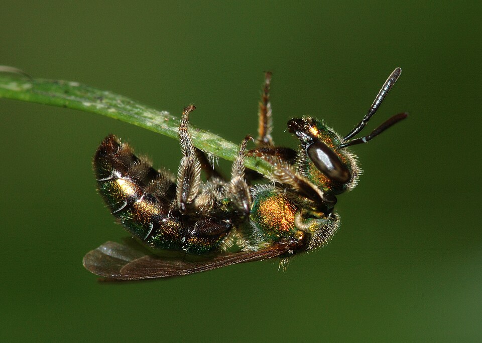 Sweat Bee