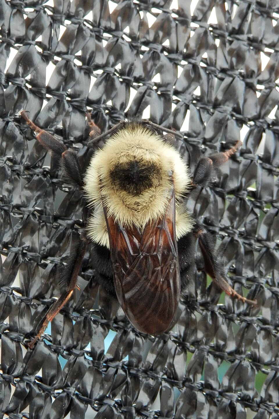 Two-spotted Bumble Bee
