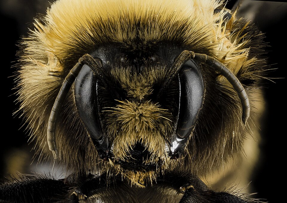 Western Bumble Bee