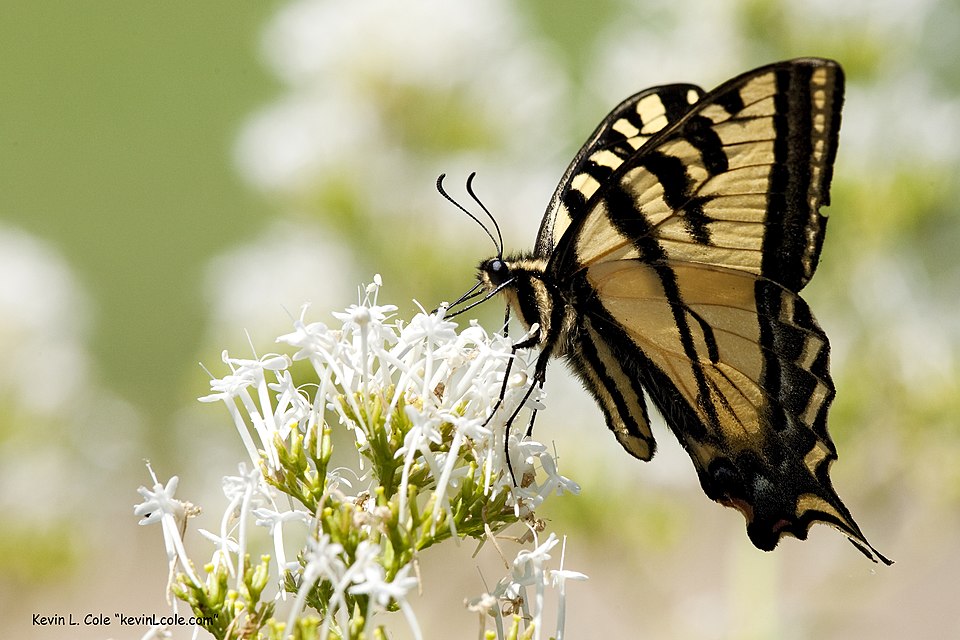 Western Tiger Swallowtail